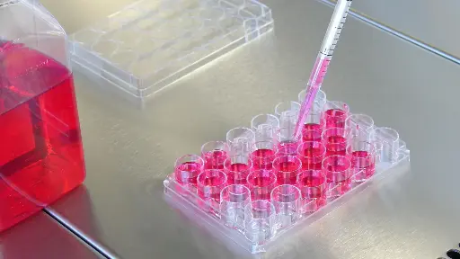 [13762ES80] RT-LAMP Dye Assay Kit (UDG plus) Fluorescent - 1000 Tests